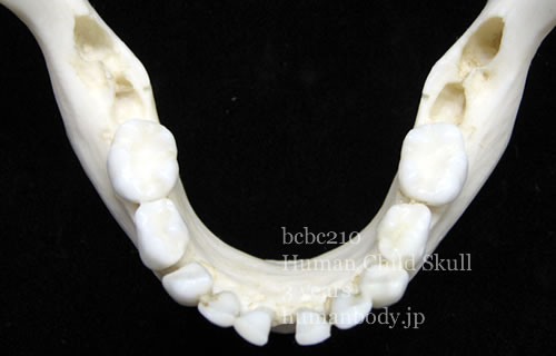 BCBC210 小児頭蓋骨模型の下顎骨。歯列を確認できる。