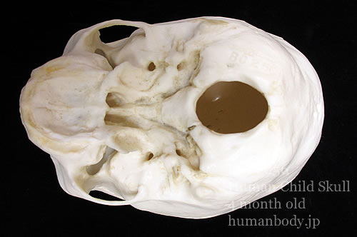 乳児の頭蓋骨の外頭蓋底。