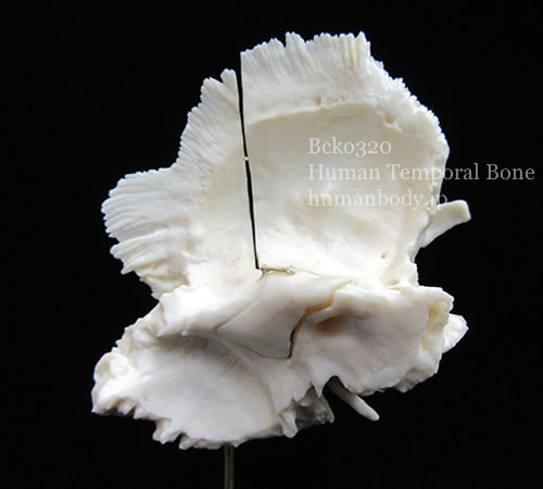人間の側頭骨レプリカ、頭蓋骨内側からの観察　BCKO320