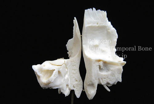 人間の側頭骨レプリカ　BCKO320