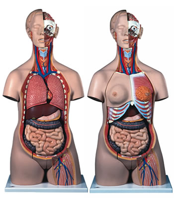 人体解剖模型B30トルソー、24分解、両性