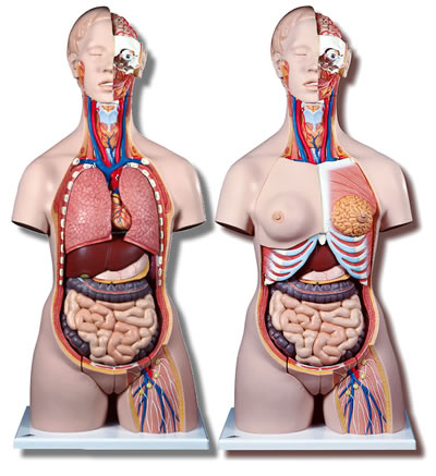 人体解剖模型B35トルソー、28分解、両性、背側開放型