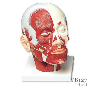 頭・頚部の筋肉模型