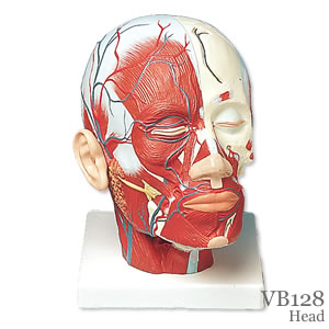 頭・頚部の筋肉模型、血管付