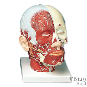 頭・頚部の筋肉模型、神経付