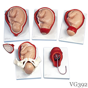 分娩過程、5段階模型 実物大 VG392