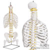 脊柱可動型モデル、胸郭、大腿骨付