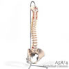 脊柱可動型モデル 女性骨盤仕様