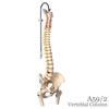 脊柱可動型モデル、金属管使用タイプ、大腿骨付
