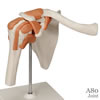 肩関節 機能モデル