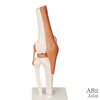 膝関節 機能モデル