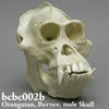 ボルネオオランウータン頭蓋骨模型（オス）