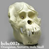 スマトラオランウータン頭蓋骨模型（オス）