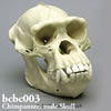チンパンジー頭蓋骨模型（オス）