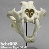 BCBC008 シベリアトラ頭蓋骨模型