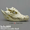 ニシアフリカコビトワニ頭蓋骨模型