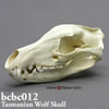 フクロオオカミ頭蓋骨模型