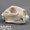 BCBC015 ピューマ頭蓋骨模型
