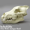 BCBC020A　ダイアウルフ頭蓋骨模型（Antique）
