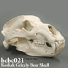 コディアックヒグマ頭蓋骨模型頭蓋骨模型