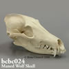 タテガミオオカミ頭蓋骨模型