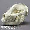 ジャイアントパンダ頭蓋骨模型