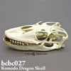 爬虫類の骨格 BCBC027　コモドオオトカゲ頭蓋骨模型