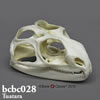 爬虫類の骨格 BCBC028　ムカシトカゲ頭蓋骨模型