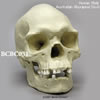 オーストラリアアボリジニ男性頭蓋骨模型