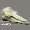 ハンドウイルカ頭蓋骨模型