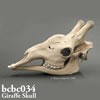 キリン頭蓋骨模型