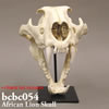 BCBC008 ライオン頭蓋骨模型
