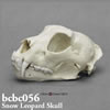 ユキヒョウ頭蓋骨模型