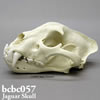 BCBC057 ジャガー頭蓋骨模型