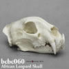 BCBC060 アフリカヒョウ頭蓋骨模型