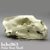 ホッキョクグマ頭蓋骨模型