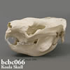 コアラ頭蓋骨模型