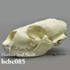 ゼニガタアザラシ頭蓋骨模型