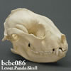 レッサーパンダ頭蓋骨模型