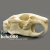 ナキウサギ頭蓋骨模型