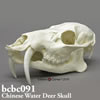 キバノロ頭蓋骨模型