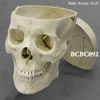 アジア人男性頭蓋骨模型・3分解（BCBC092）