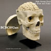 アジア人男性頭蓋骨模型・3分解と脳模型のセット