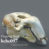 ジュゴン頭蓋骨模型