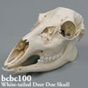 オジロジカ頭蓋骨模型