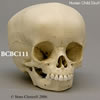 小児の頭蓋骨模型 15ヶ月 BCBC111
