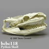 アミメニシキヘビ頭蓋骨模型