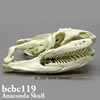 爬虫類の骨格 BCBC119　オオアナコンダ頭蓋骨模型