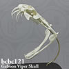 爬虫類の骨格 BCBC121　ガボンアダー頭蓋骨模型