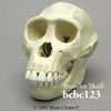 ボノボ頭蓋骨模型（メス）